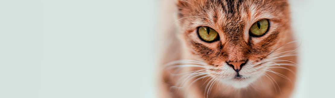 Bachblüten für Tiere