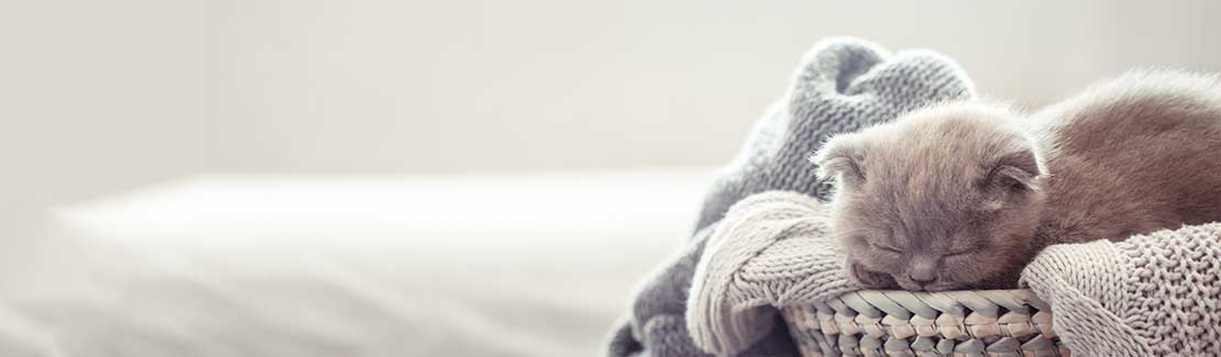 Schüßler für Tiere